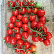 'Camp Joy' Cherry Tomato