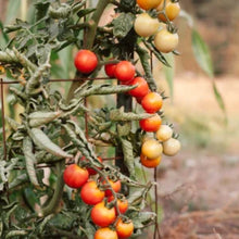 'Camp Joy' Cherry Tomato