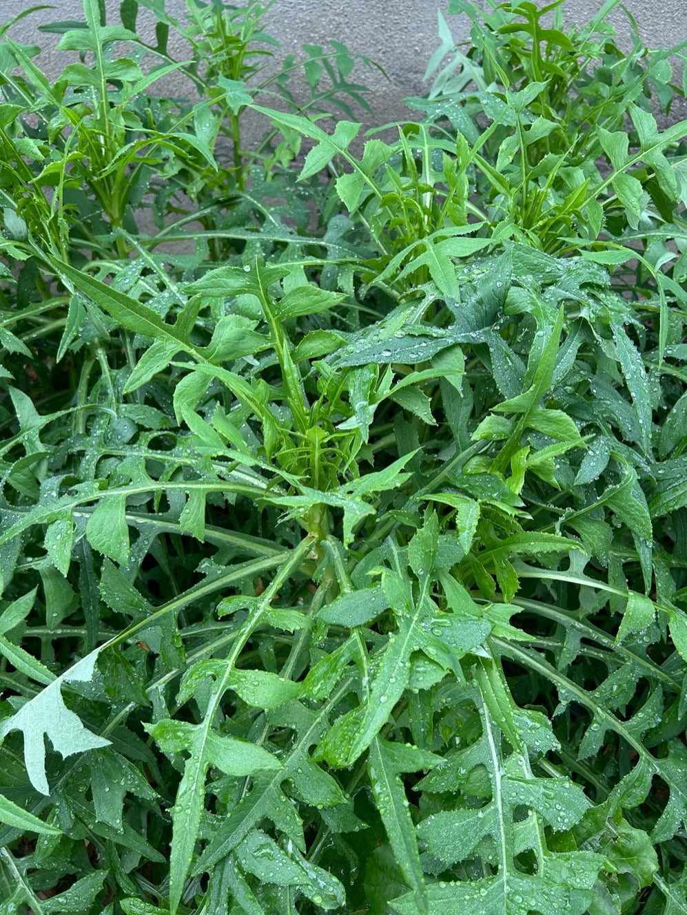 Canada Wild Lettuce – Experimental Farm Network Seed Store