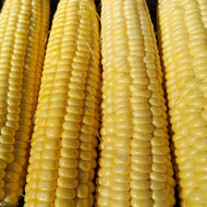 'Candy Mountain' Sweet Corn