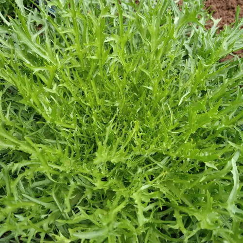 'Capillina' Endive (Frisee or Riccia)