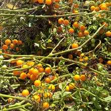 Lofthouse Galápagos Tomato (Solanum cheesmaniae)