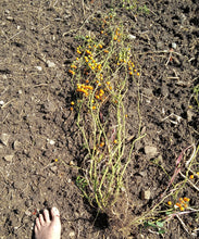 Lofthouse Galápagos Tomato (Solanum cheesmaniae)
