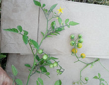 Lofthouse Galápagos Tomato (Solanum cheesmaniae)