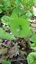 Lofthouse Claytonia Mix (Green & Red)