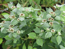 Clustered Mountain Mint