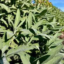Common Sage