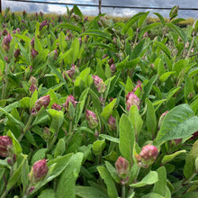 Common Sage