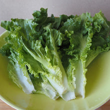 'Cornetto di Bordeaux' Escarole