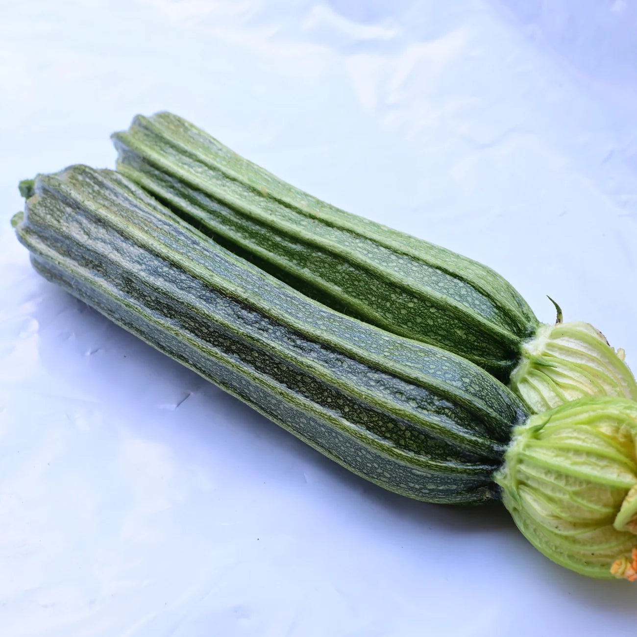 Experimental Farm Network Costata Romanesco Zucchini