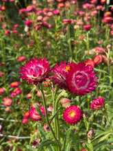 'Cranberry Rose' Strawflower