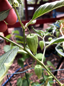 Denver Perennial Ground Cherry