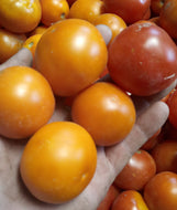 Lofthouse Direct-Seeded Tomato