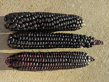 'Dobranoc' Corn