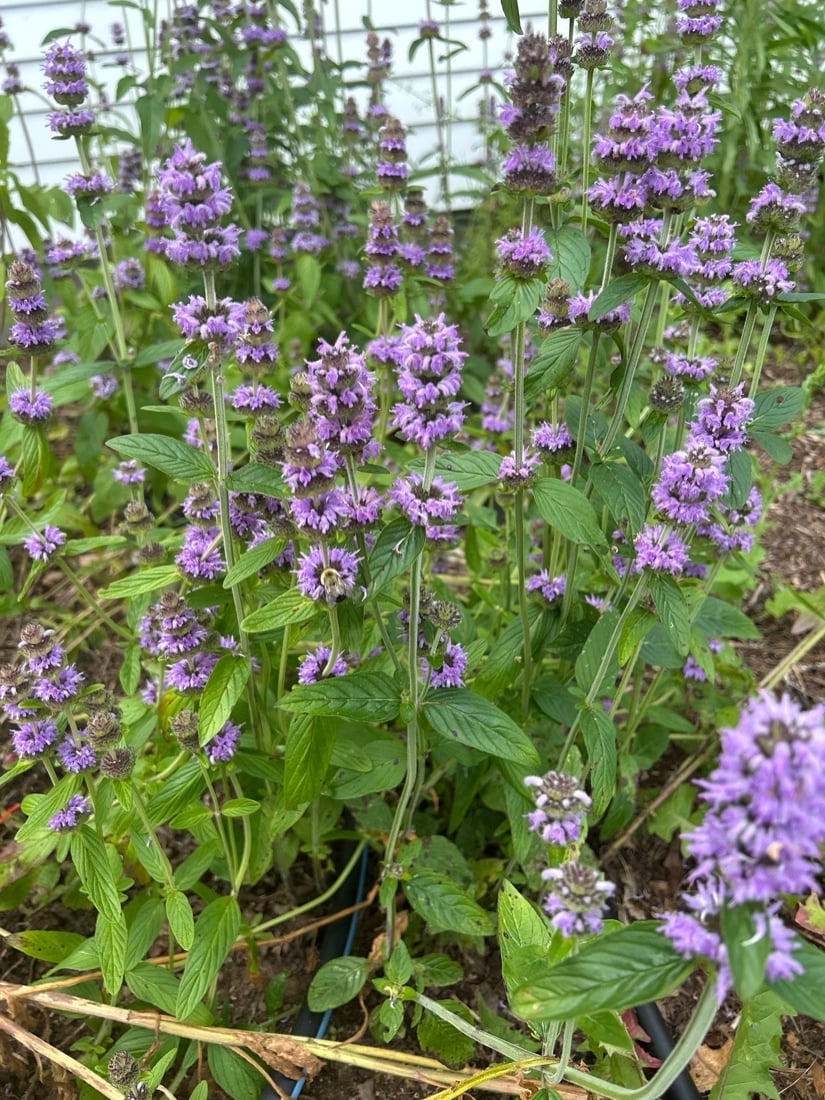 downy lavender plant Downy Wood Mint – Experimental Farm Network Seed Store