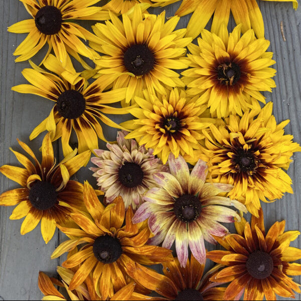 Dreamy Rudbeckia Grex – Experimental Farm Network Seed Store
