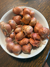 'Driftless Red Dutch' Multiplier Shallot Bulbs