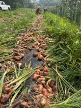 'Driftless Red Dutch' Multiplier Shallot Bulbs
