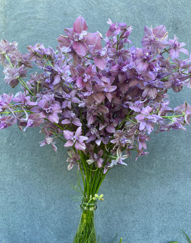 'Earl Grey' Larkspur