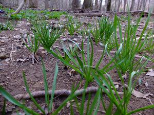 Atlantic Camas (Kentucky Ecotype)