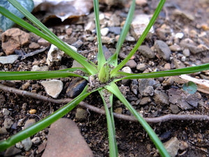 Atlantic Camas (Kentucky Ecotype)