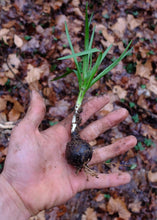 Atlantic Camas (Kentucky Ecotype)