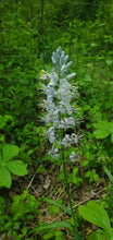 Atlantic Camas (Kentucky Ecotype)