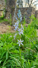 Atlantic Camas (Kentucky Ecotype)