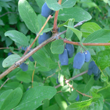 Russian Haskap (Honeyberry)