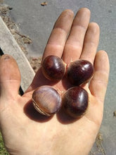 Elfers' Northern Chestnut Seedlings Mix (Zones 4-6)