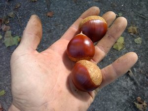 Elfers' Southern Chestnut Seedlings Mix (Zones 6-8)