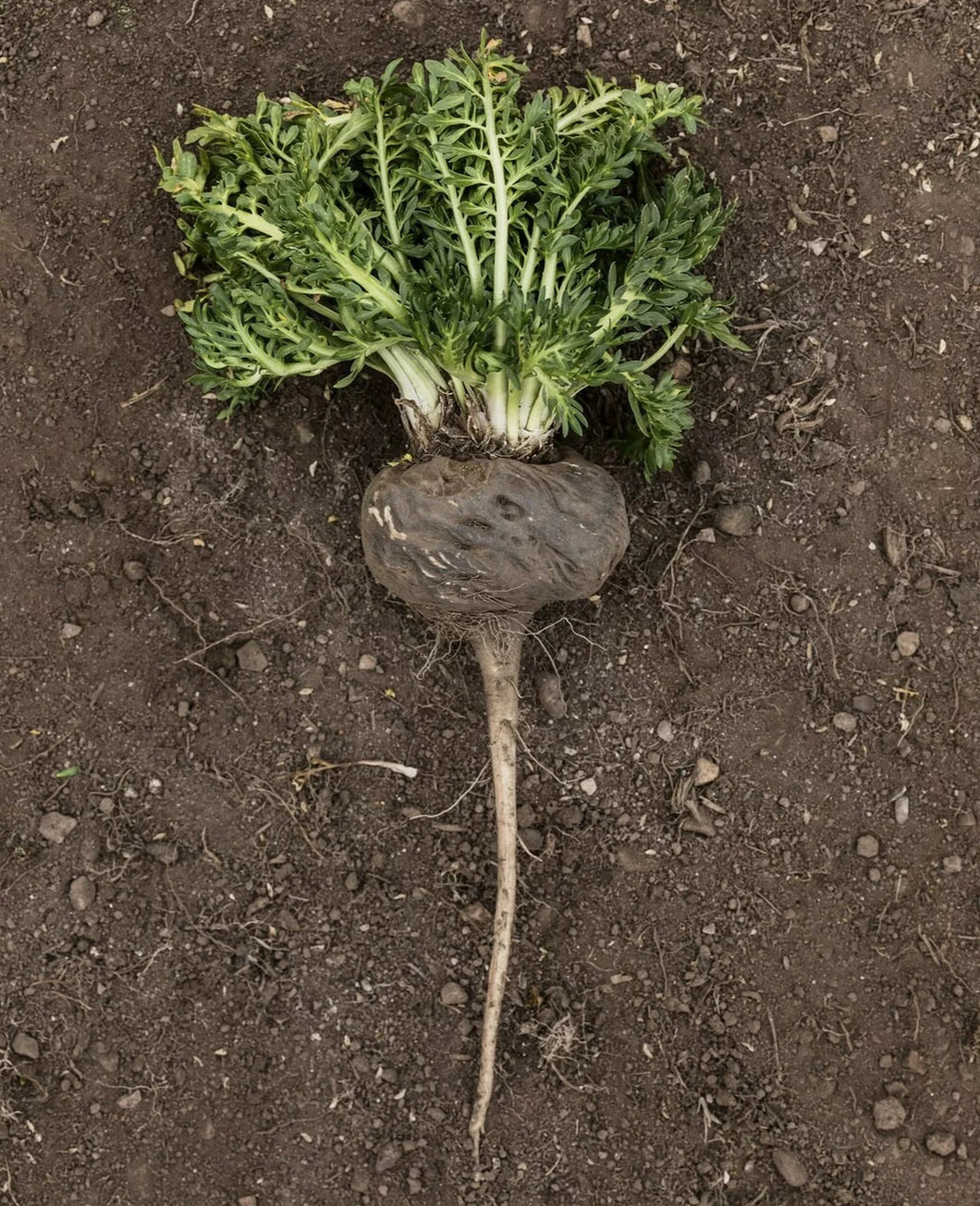 maca plant seeds Black Maca – Experimental Farm Network Seed Store