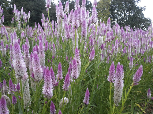 'Flamingo Feather' Celosia