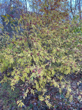 Flatspine Szechuan Peppercorn (Maine-Grown)