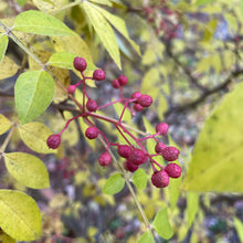 Flatspine Szechuan Peppercorn (Maine-Grown)