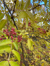 Flatspine Szechuan Peppercorn (Maine-Grown)