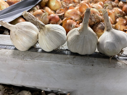 'Georgian Crystal' Hardneck Seed Garlic