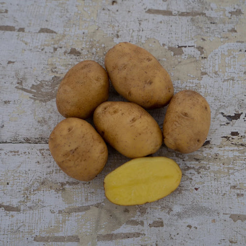 'German Butterball' Seed Potatoes