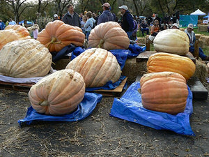 'Dill's Atlantic Giant' Pumpkin