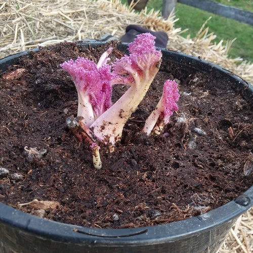 Giant Colewort