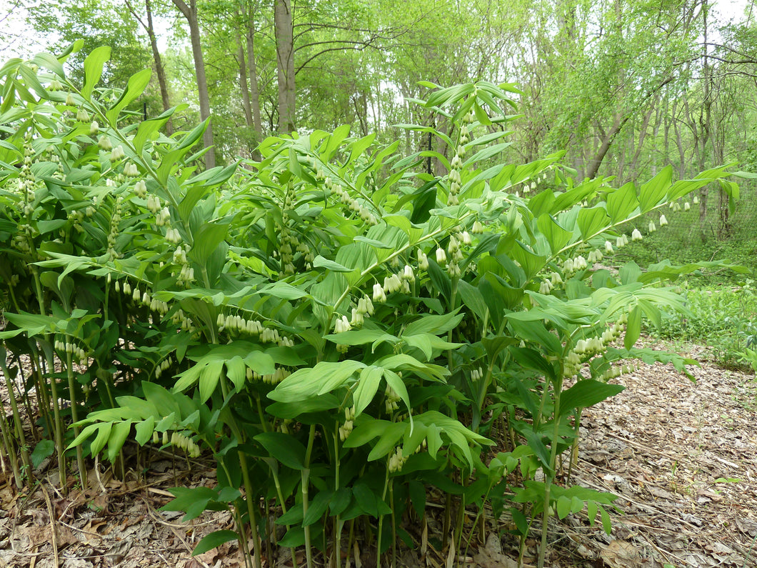 solomon seed plant Giant Solomon's Seal – Experimental Farm Network Seed Store