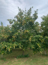 Red Fern Farm Selected Chestnut Seeds