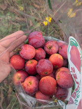 Dr. Amy Miller's New Homestead Apples: Hardy Sweet Crab Hybrids