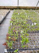 Dr. Amy Miller's New Homestead Apples: Hardy Sweet Crab Hybrids