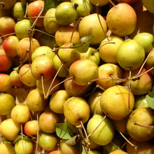 Dr. Amy Miller's New Homestead Apples: Hardy Sweet Crab Hybrids