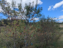 Dr. Amy Miller's New Homestead Apples: Hardy Sweet Crab Hybrids