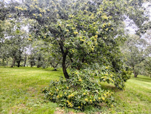 'Bob Stehli's Hiram Orchard Select' Chestnut Seeds