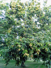 'Bob Stehli's Hiram Orchard Select' Chestnut Seeds