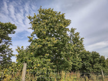 'Bob Stehli's Hiram Orchard Select' Chestnut Seeds