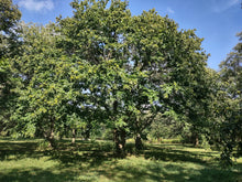 'Bob Stehli's Hiram Orchard Select' Chestnut Seeds